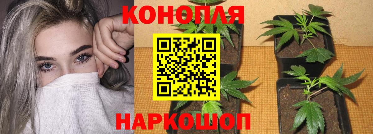 Бошки марихуана гибрид  Бошки Шишки марихуана  Шишки марихуана VHQ  Ахтубинск  Вход с VPN 